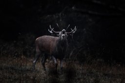 CJ9I3106_DxO