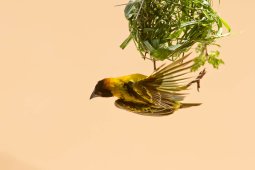 tisserin_03_21