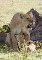 lion_5357