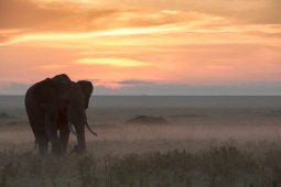 Masai Mara