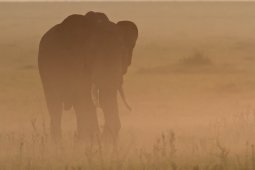 _l_phant_6451