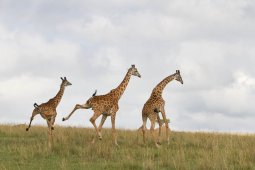 giraffe_29