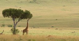 giraffe_7