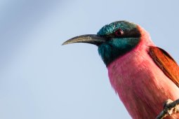 Gu_pier_carlate_8514