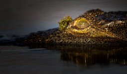 Crocodile_du_Nil_8641