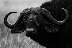 Buffle
