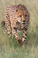 Kenya