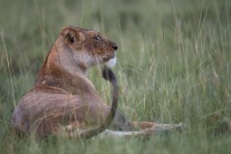 Lion_6_3