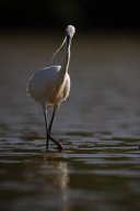 Aigrette_garzette_7