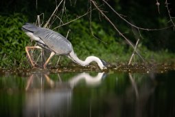 DL2I5390