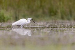F09A2741_DxO