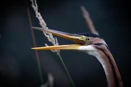 F09A4547_DxO