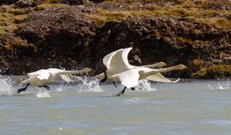 Cygne_chanteur-8495