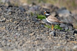 Grand_gravelot-0747