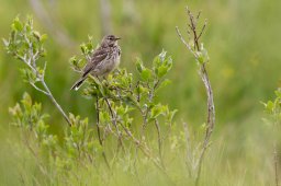Grive_mauvis-0527