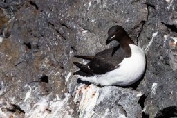 Guillemot_de_Brunnich-0204