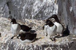 Guillemot_de_Troil-0241