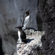 Guillemot_de_Troil-0362