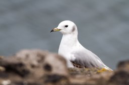 Mouette_tridactyle-0846