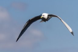 Mouette_tridactyle-1033