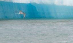 Sterne_arctique-8999