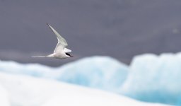 Sterne_arctique-9003