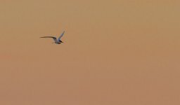 Sterne_arctique-9818