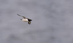 DSC_0590-Modifier