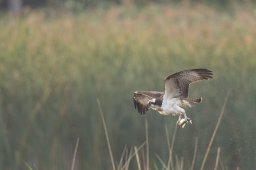 305A5639_DxO
