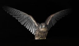 305A9436_DxO-Modifier