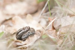 DL2I8024