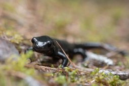 Salamandre_alpestre_5755
