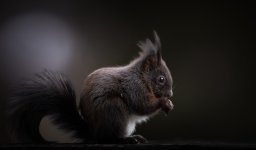 305A8837-Panorama-Modifier