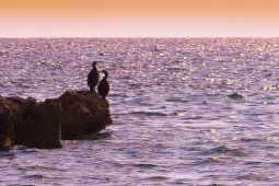 grands_cormorans
