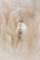 rousserolle_turdo_de_8307