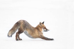 Renard roux
