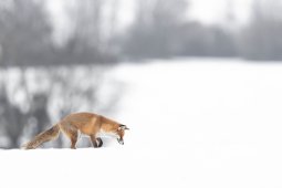 Renard_7547