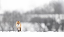 Renard_7575