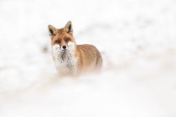 Renard_roux_1067